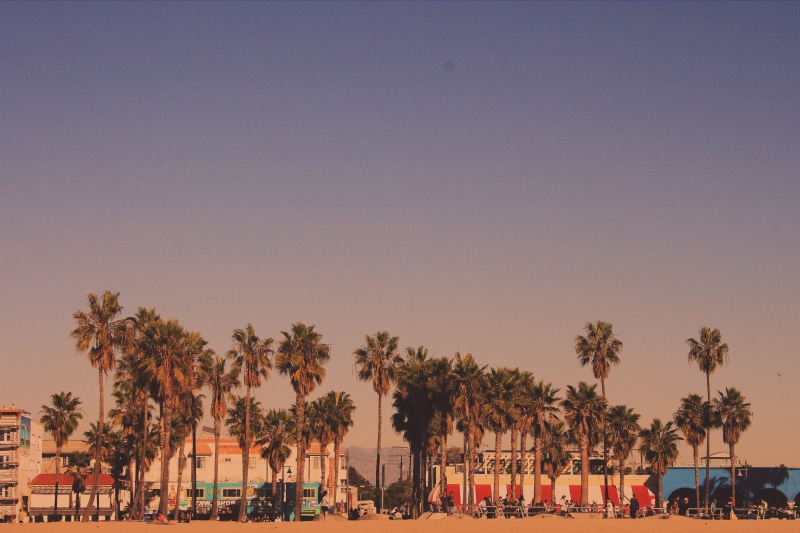 los angeles, trees, beach, tranquility, palm trees, sunset, group of people, copy space, plant, tree, palm tree, clear sky, outdoors, nature, scenics - nature
