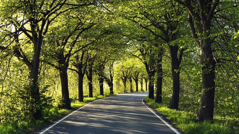 no people, season, leaves, clouds, trunk, foliage, empty road, nature, outdoor, tree trunk, direction, road, alley, city, travel, grass, scenery, transportation