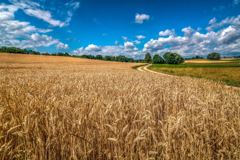 nature, harvesting, Acker, Wiese, brown field, 720P, Kornfeld, rural Scene, landscaped, blue, Sommer, Bayern, Endlich, Deutschland, Agriculture, cornfield