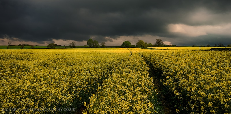 gray, skyu, tracks, trees, stormy, nature, outdoors, landscape, field, oilseed Rape, blue, flower, cloudy, scenics, spring, 4K, crop, summer, cloudscape