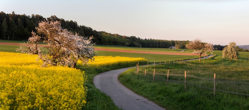 yellow, Baum, outdoors, springtime, Weg, summer, winding, rural Scene, oilseed Rape, fields, road, field, farm, winding road, landscaped, agriculture, Baden Württemberg