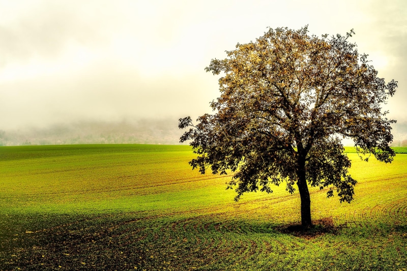 grass, région, nature, hill, agriculture, plant, green Color, field, outdoors, land, farm, photography, Larbre, tree, meadow, summer, rural Scene, 1080P