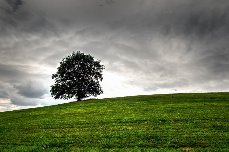 Hill, Thüringen, green tree, field, Wiese, tree, summer, cloud - Sky, landscape, nature, Hügel, Outdoor, Lonely tree, outdoors, Baum, green, Countryside