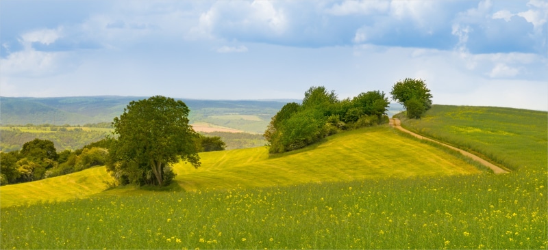 rural Scene, farm, tree, Sonne, sky, Deutschland, Frühling, summer, Blumen, grass, scenics, agriculture, Baum, Sony Alpha, yellow  sun, green Color, field