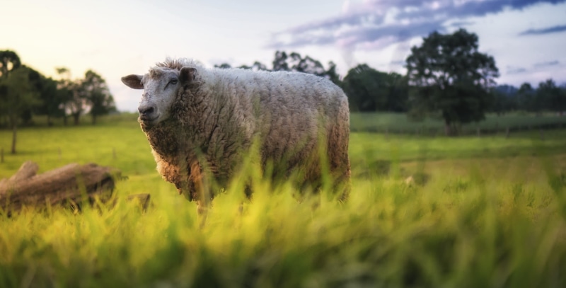 time, meadow, cattle, nature, day, 1080P, grass, white, sheep, sunset, rural Scene, field, outdoors, animal, farm, grazing, pasture, livestock, lamb, agriculture