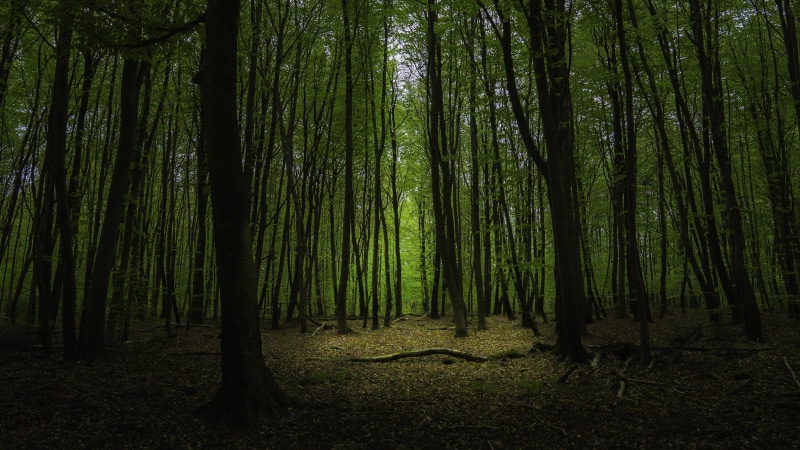 tree, plant, outdoors, land, tranquility, mystical, environment, trunk, abundance, atmosphere, trees, bamboo - plant, scenics - nature, tree trunk, forest