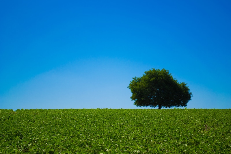 season, springtime, backgrounds, landscape photography, sky, landscape, green Color, outdoors, plant, photography, summer, meadow, blue sky, grass, field