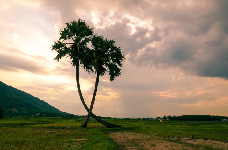 ray light, sunny day, nature, asia, plant, coconut tree, summer, landscape, beauty in nature, land, folk, the countryside, environment, palm trees, sky