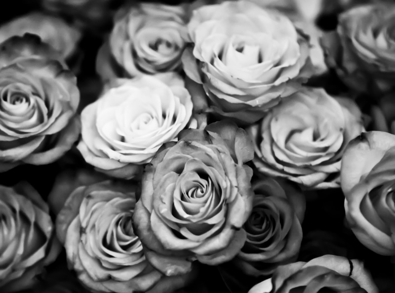 springtime, bunch of flowers, rose, freshness, backgrounds, selective focus, United States of America, no people, Vegas, flowering plant, flower, flower arrangement
