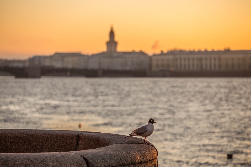animal wildlife, bridge - man made structure, paint, focus on foreground, sunset sky, clouds, mood, seagull, outdoors, animal themes, no people, the peter and paul fortress
