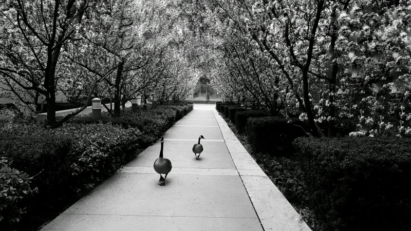 nature, garden, walking, day, architecture, nature walk, canada, tree, direction, cherry blossom, footpath, beauty in nature, toronto, canadian geese, men