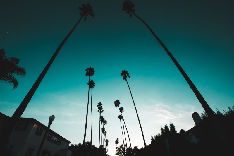 coconut palm tree, cloud - sky, white, sky, building exterior, plant, night, road, blue, growth, sunset, along, tree, palm tree, architecture, low angle view