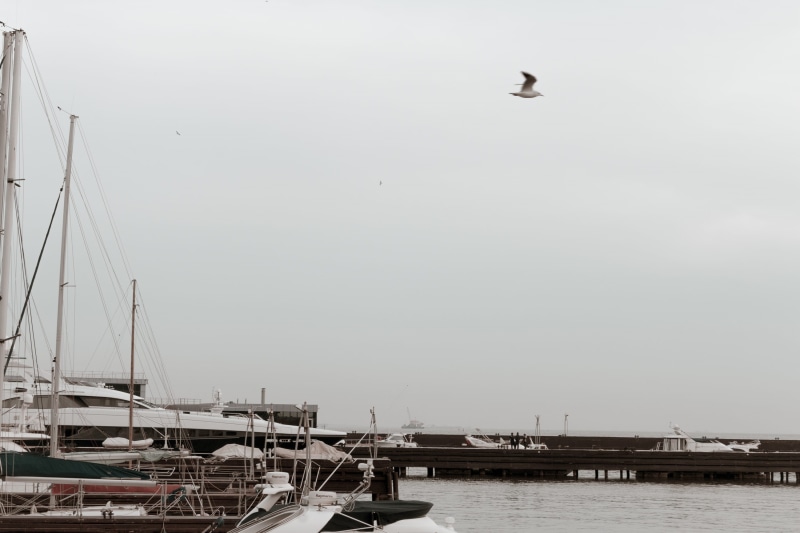 animal themes, azerbaijan, sea, water, seagull, nautical vessel, caspian, animal, animal wildlife, baku, boulevard, nature, mode of transportation, day