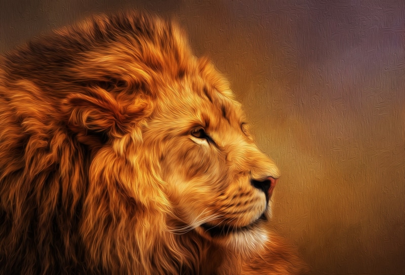 Cats, Oil Painting, Lion, 1080P