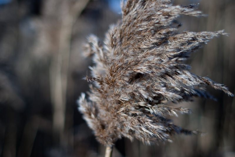 dried, wind, tranquility, selective focus, outdoors, coat, animal themes, animal, day, 2K, close-up, snow, cold temperature, dried plant, fur, animals in the wild