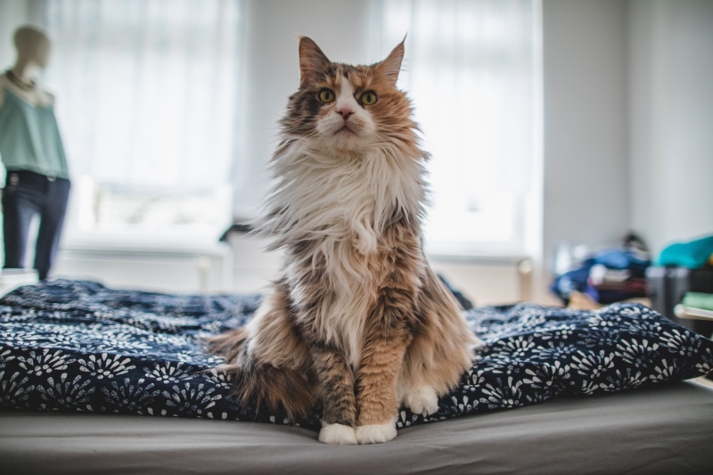 sitting, feline, vertebrate, bed, domestic room, cat, maine coon cat, white, pet, fur, hair, mammal, furniture, one animal, floral, long, domestic, home