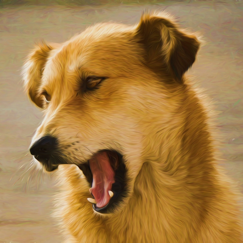 domestic, animal head, close-up, retriever, canine, oil painting, artwork, dog, animal themes, creative, coated, panting, pet, pets, mouth open, digital painting