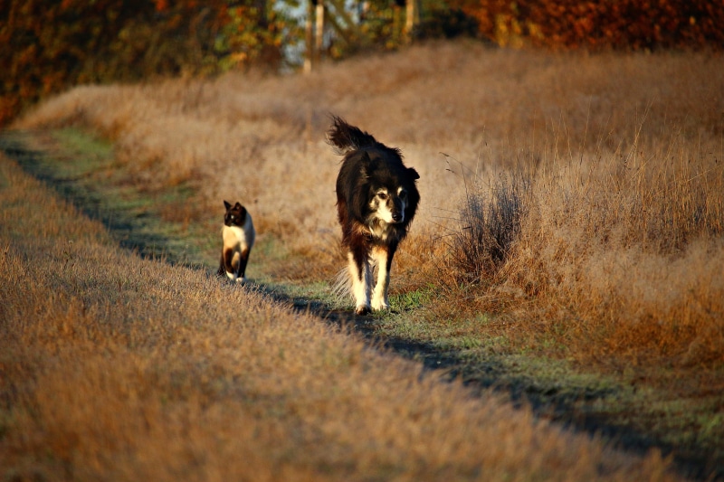 border, black, pets, selective focus, animals in the wild, one animal, running, domestic animals, mammal, grass, walk, plant, beside, medium, brown, no people
