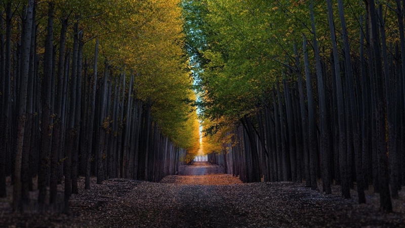 endless, road, alley, trees, 1080P, forest