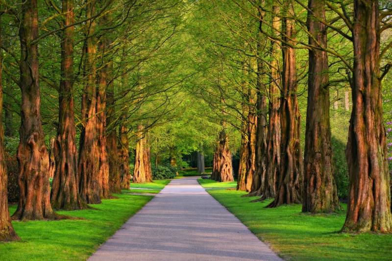 footpath, concrete, summer, pathway, alley, transportation, nature, land, forest, trees, the way forward, treelined, green color, tranquility, tree canopy