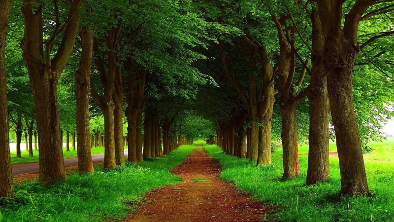 trees, woodland, tree alley, alley, 1080P, roadside, countryside, grove, path, tree, grass