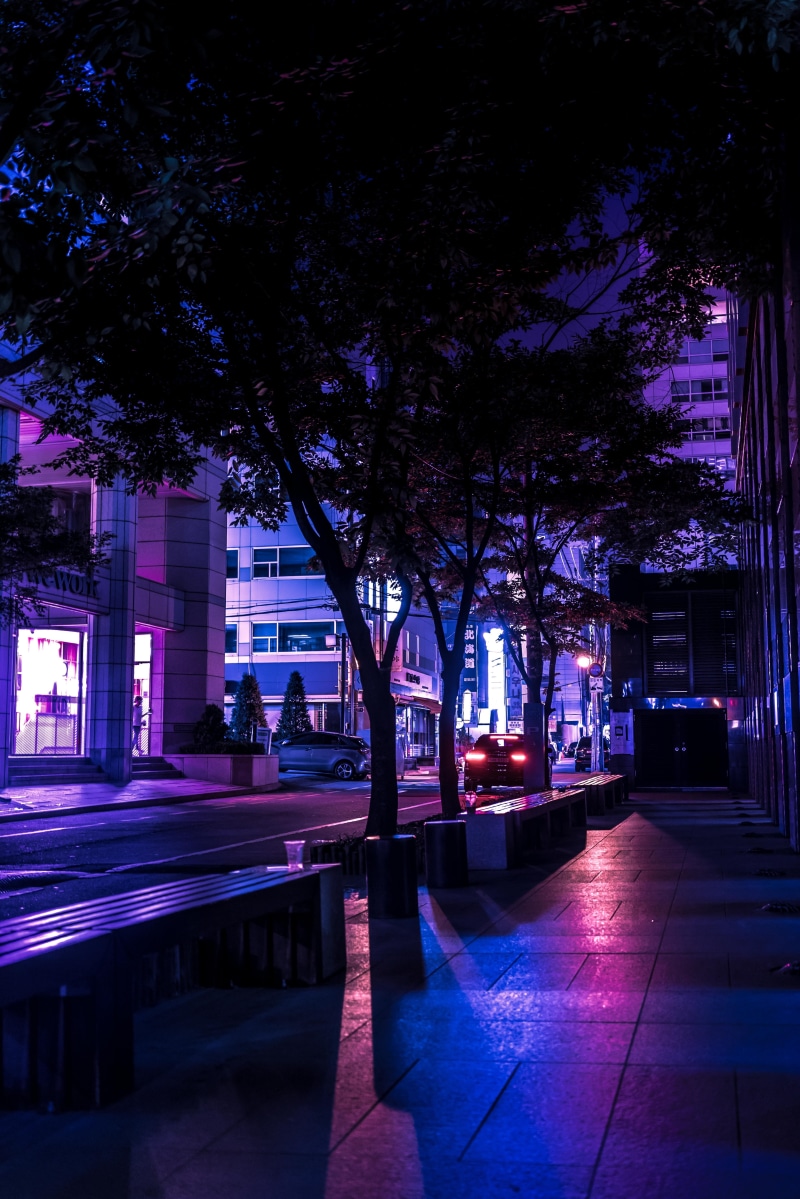 architecture, no people, growth, street, plant, nature, building, tiled floor, 5K, purple, outdoors, lighting equipment, built structure, sidewalk, night view