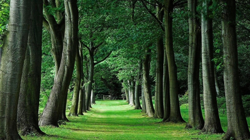 forest, alley, the way forward, tranquility, land, day, green color, plant, path, 1080P, bamboo - plant, beauty in nature, tree alley, trunk, growth, woodland