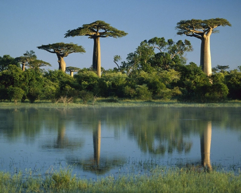 reflected, 720P, tree, hd, nature, madagascar, trees, baobab, wetlands, baobab trees