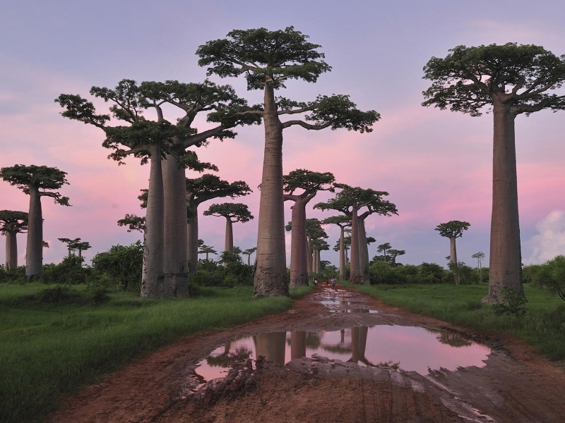 grandidiers, 720P, baobab, madagascar, trees