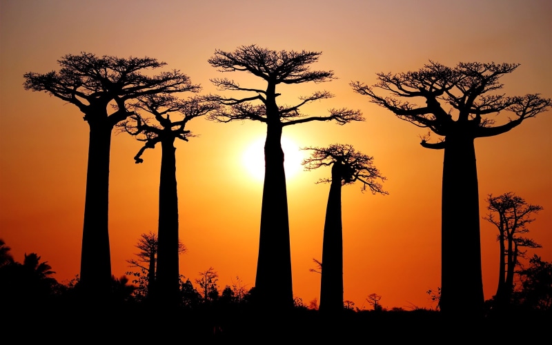 Many, Baobabs, Sunset, 2K, Madagascar, Morondava