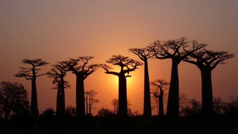 Dusk, 1080P, Light, Baobabs, Trees, Sky
