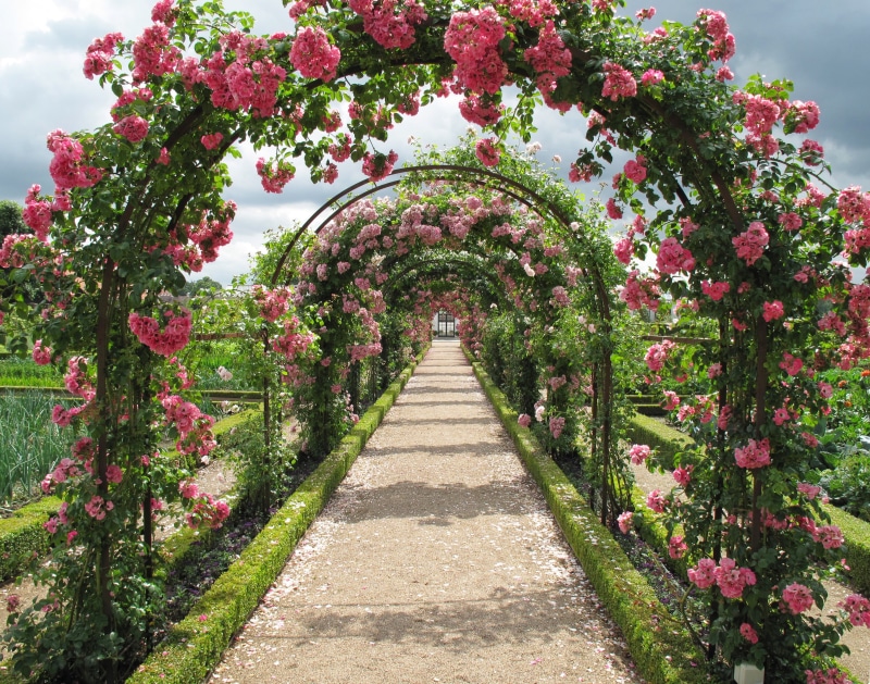 espalie, garden path, freshness, flower, growth, direction, denmark, beauty in nature, day, flowers, 4K, outdoors, flowerbed, tree, fredensborg, flower garden
