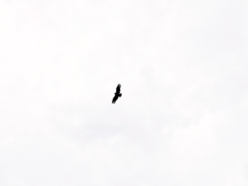 animal wildlife, silhouette, full length, los andes, condor, motion, chile, nature, 4K, flying, pajaro, one animal, animal, chile nikon, nikon, copy space