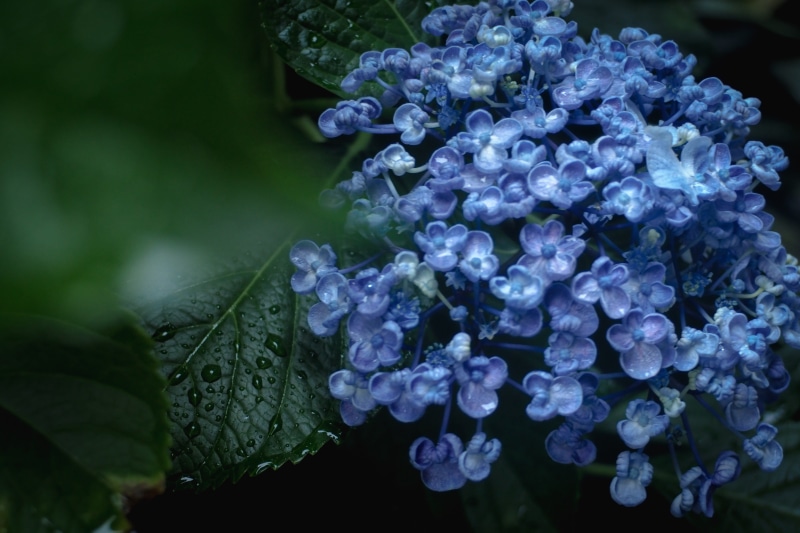 purple, flower, plant part, rainy season, dew, flower head, purity, drop, lilac, hydrangea, rainy days, petal, rain drops, raindrop, water, close-up, flowering plant