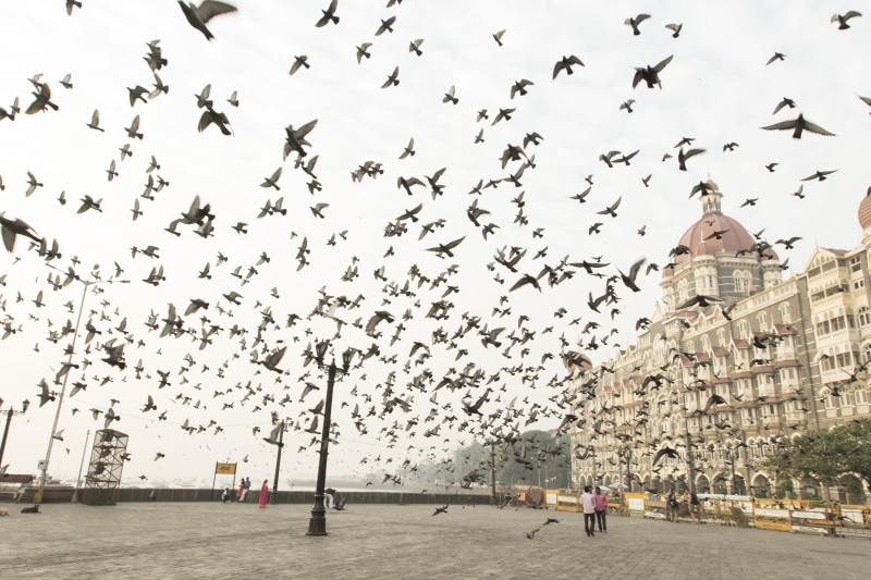 taj, building exterior, religion, birds, india, vertebrate, building, taj hotels and resorts, large group of animals, spirituality, spire, bird, seaside