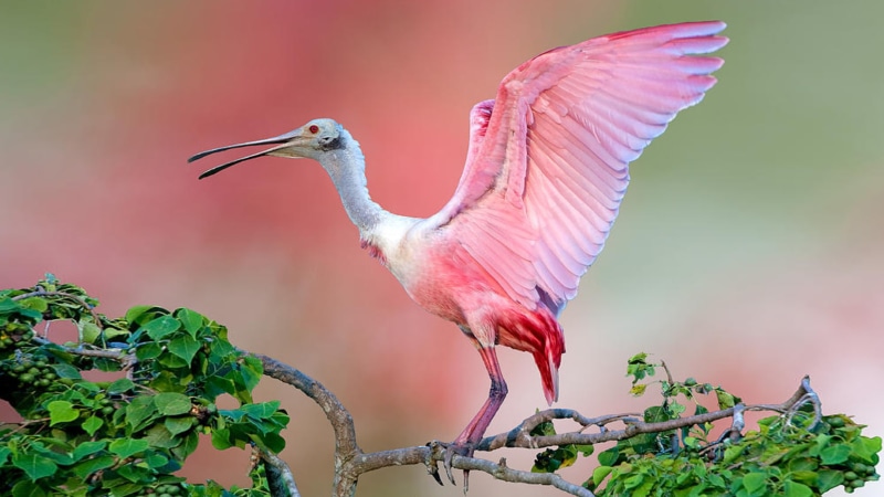 beautiful, jefferson, pink, 2K, tree, hd, desktop, bird, spoonbill, island, roseate, birds, animals