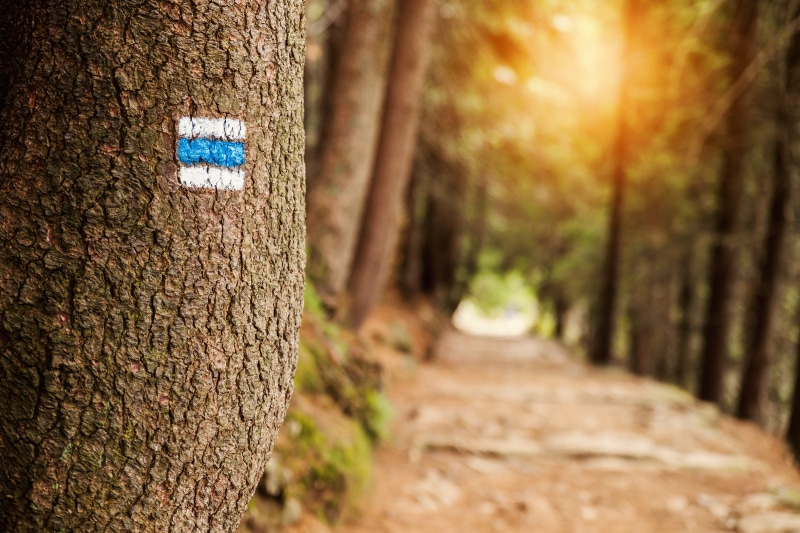 5K, path, sunlight, touristic, sign, textured, direction, no people, trunk, landscape, footpath, the way forward, forest, day, woodland, road, close-up