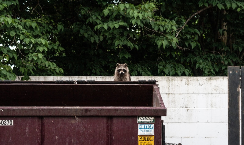 animal themes, brown, garbage, container, low angle view, domestic, day, one animal, domestic animals, nature, trash can, 2K, trash panda, sea life, vertebrate