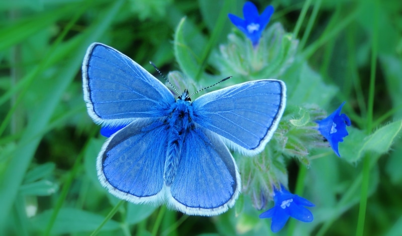 blue, vulnerability, no one, insect, animal themes, purple, butterfly day, green, at the court of, freshness, flower, invertebrate, animals, beauty in nature