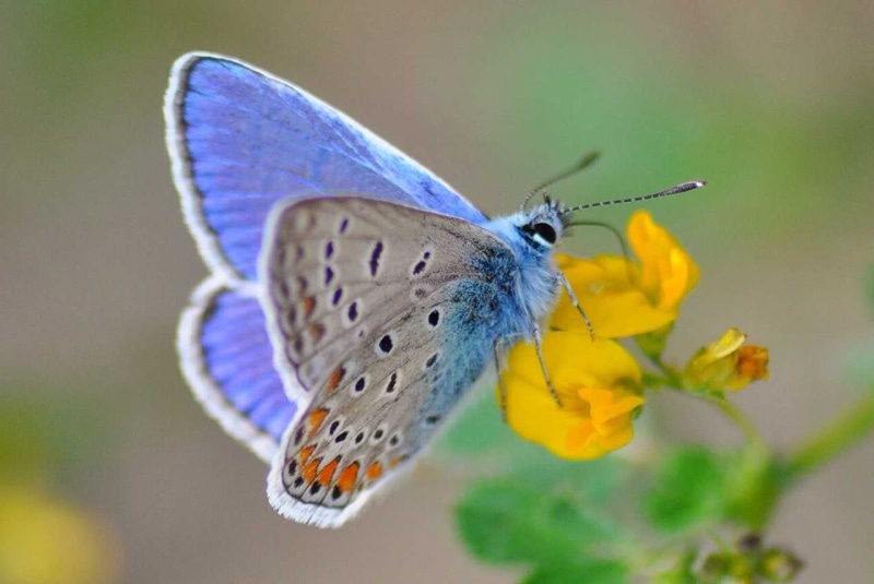 720P, multi Colored, Polyommatus icarus, nature, close-up, polyommatus, Trentino  Alto  Adige, animal Wing, animal, icarus, DSC, insect, Silver, wildlife