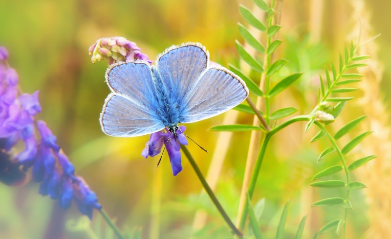 biology, forest, animal wildlife, beautiful, polyommatus icarus, invertebrates, summer, animal wing, flowering plant, plant, flower head, alive, close-up