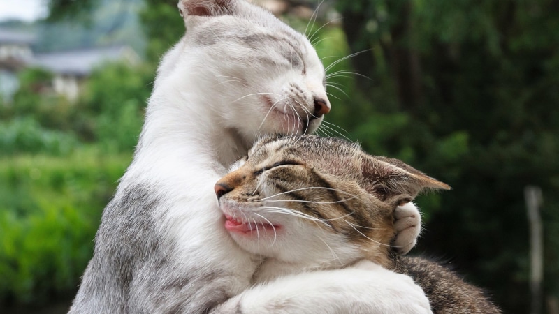 cat, cats, domestic cat, couple, short haired cat, moment, embrace, hug, 4K, whiskers, fur, hugging