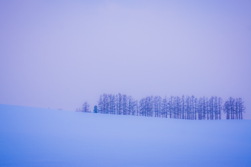plant, morning, copy space, landscape, frozen, surreal, cold temperature, scenics - nature, blue, amazement, beautiful, japan, winter, snowing, color, snow