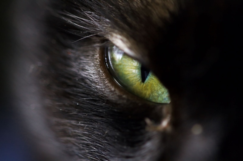 1080P, looking, cat, black, domestic Cat, pets, s, eye, close-up, animal Eye, sigma, close, Devils eye, Animal, photo