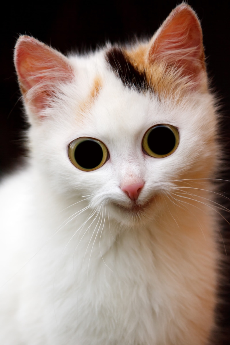photo, funny, face, calico cat, snout, close, pets, domestic animals, domestic, looking at camera, animal, close-up, animal eye, scary, domestic cat, one animal