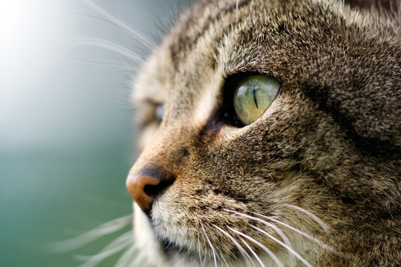 arzergrande, mammal, fur, brown Tabby, pets, close, tabby, whisker, brown, garden, neko, 2K, nature, animals, face, domestic Cat, pet, portrait, photography