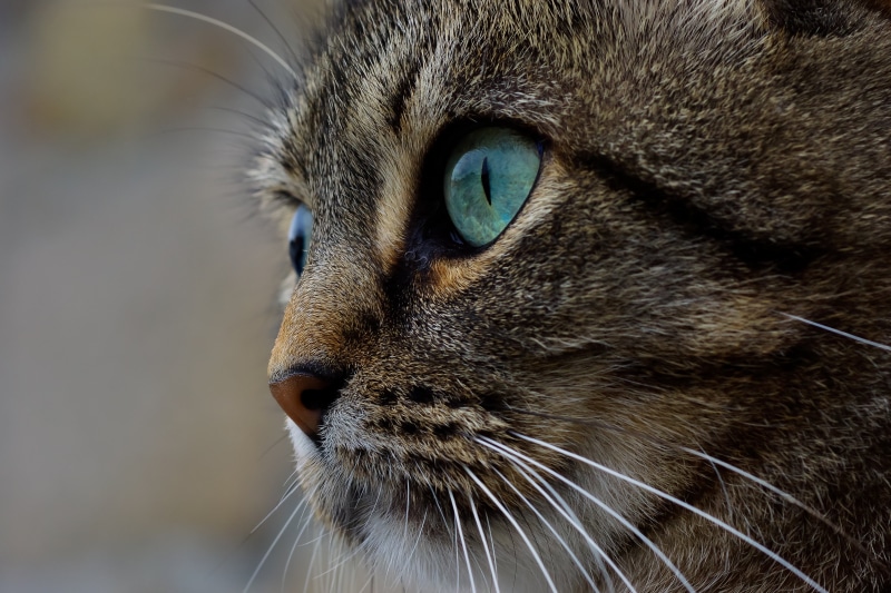 Photo, pets, domestic Animals, cute, Xelo, Coruña, feline, Galicia, mammal, 2K, Sony, fur, animals, domestic Cat, close-up, de, silver tabby, cats, looking