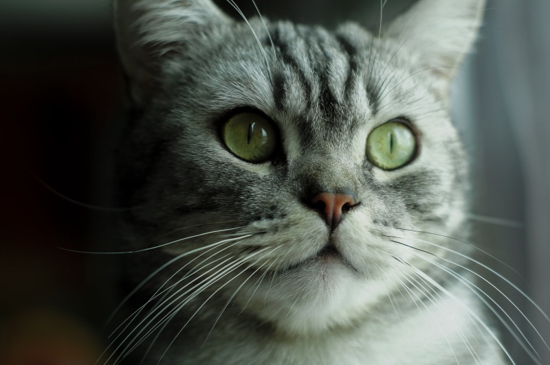 f1.7, fur, cute, photo, silver, kitten, domestic Animals, tabby cat, looking, pets, animal, silver tabby, mammal, tabby, Lewis, minolta  md, domestic Cat