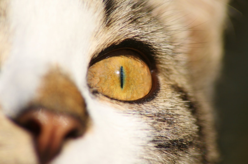animal, kitten, s, pets, domestic Animals, domestic Cat, cute, left, 2K, eye, animal Eye, up close, photo, mammal, closeup, Close Up, feline, left eye