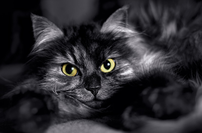 black, black Color, mammal, close up, eye, portrait, looking at camera, pet, selective focus, animal body part, domestic Animals, kitten, gray and white